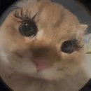 프린래쉬