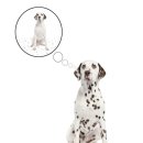 101마리 애견 이미지