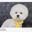 봉구애견미용샵 이미지
