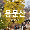 고량진미 | 100대 명산 용문산 은행나무 단풍 절정 시즌에 다녀온 등산 후기