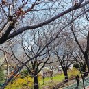 낙동강 벚꽃축제 푸드존 이미지