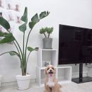 도그인 그레이 | [도그인 그레이]스트레스 제로! 쫄보 강아지가 선택한 목동 애견미용실