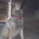 폼잡는개 이미지