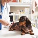 서울하이동물의료센터 이미지