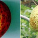 금빛영농조합법인 이미지