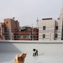 펫도그 애견스쿨 이미지