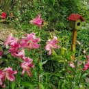 계림꽃농원 이미지