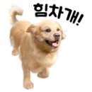 디스크 독 연구소 이미지