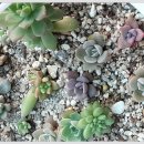 꼬지사랑 이미지