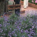 라벤더 | 여름 삿포로 비에이 투어 내돈내산 솔직 후기 | 라벤더, 옷차림, 비에이 코스