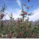 부석마트 이미지