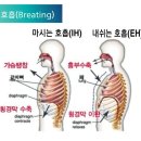 아코디언 | 과천필라테스) 필라테스 호흡; 흉곽호흡법