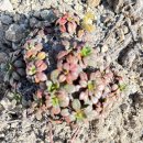 24.07.11 Burroughs Mountain 이미지