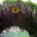 강진중앙초등학교 이미지