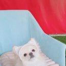 산성애견 이미지