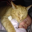 고양이 기숙사 이미지