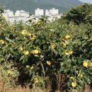 동읍농협(본점) 이미지