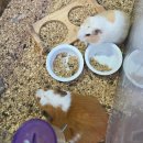 주3동 | 도심 속 캠핑 감성! 광주헬로우텍사스캠핑바베큐 후기