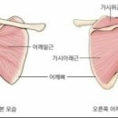 맨투맨휘트니스 이미지