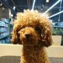 마스터그루밍클럽 이미지