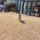 금잔디카페 | 부산근교 애견동반 양산 금잔디마당대여후기 포동 멍래블로 했어요