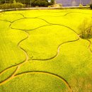 정배농장 | 전북 4월 꽃축제 2026 고창 청보리밭 축제 가수 일정 주차장