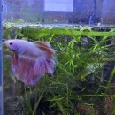 펫테이블 | 원스팜 테이블펫 무무항 1달 후기(+베타, 새우 합사기)