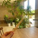 쿠스까페 | 미야코지마 5박6일 Ep.19 후나쿠스해변, 사탕수수카페, 스나야마비치