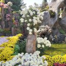 대전 유성 유림공원 국화축제 (2025. 10. 17.~ 11. 9.) 이미지