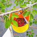 경주 체리 이미지