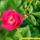 장미마트 - 원주시 자유시장길 11 | 장미마트