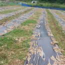 김기수농장 이미지