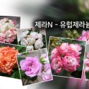제라몰