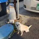 플레루커피