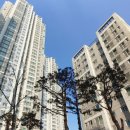 로얄(ROYAL) 이미지