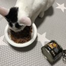 태능동물병원 | 태능동물병원/ 수컷 고양이중성화 후기! 수술 후 붓기 없음 대박