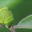 고은과수원