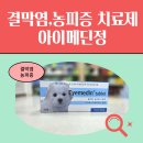 보리약국 | 강아지 결막염과 농피증 치료 필수! 아이메딘정 완전 가이드 ❤️🐶