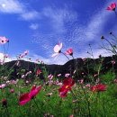 백마 농장2 네이버블로그