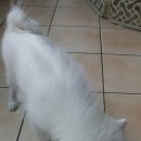 멍멍회관 이미지