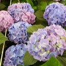 김영석 농장 이미지