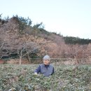 청해진 다원