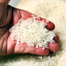 신선쌀영농조합법인 이미지