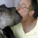 치타(CHEETAH) 이미지