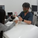 몽냥몽냥 강아지분양 고양이분양 송파점 | 시흥강아지분양 투명한 미유펫