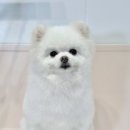 헬로우버디 그루밍센터 판교밸리점 이미지