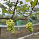 그링농장 이미지