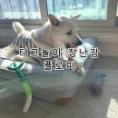 중대형견도 좋아하는 강아지 애착인형 터그놀이 장난감 플로피 후기