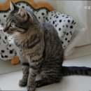 이웃집 동물병원 이미지