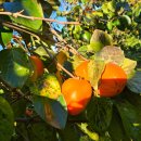 청명농장 이미지